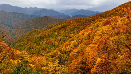 紅葉の山　枝折峠　秋の魚沼　絶景