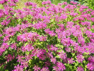 Monarda is genus of flowering plants in mint family. Monarda are used in beds and borders to attract hummingbirds, pollinating insects and insects that control garden pests. Bright pink purple flowers