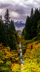 秋の魚沼　紅葉の間を流れる渓流と冠雪した越後駒ヶ岳　絶景