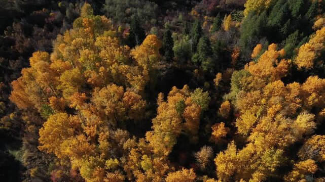 4K aerial drone top down footage of colorful fall forest with bright yellow and orange trees near Trout Lake, Washington State, USA. Autumn landscape surrounded by green pines, distant mountain hills