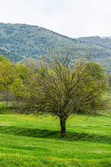 lonely green tree on green hill with snow capped mountain peaks in the background. travel concept