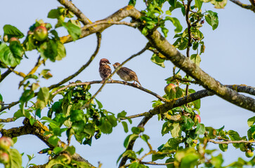 Two small sparrows sharing food on apple tree branch in summer. Sparrow feeding another bird on apple tree branch, tender wildlife moment, peaceful countryside mood, nature care, parenting and spring 