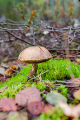 Wild forest mushroom growing on mossy ground in autumn woodland. Macro view of mushroom in mossy forest floor, calm autumn mood, untouched nature, foraging, biodiversity, sustainable wild food concept