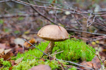 Wild forest mushroom growing on mossy ground in autumn woodland. Macro view of mushroom in mossy forest floor, calm autumn mood, untouched nature, foraging, biodiversity, sustainable wild food concept