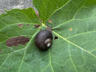 真っ黒なカタツムリ　ブドウマイマイ　