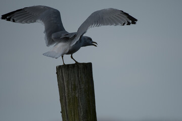 Ring-Billed Gull flapping their wings while on a post