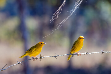 two yellow birds perched on a barbed wire - sicalis flaveola