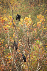 Three American vultures sitting in a tree in an autumn rain shower.