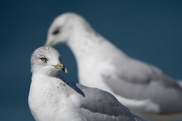 Ring-Billed Gull close-upo with second gull in background
