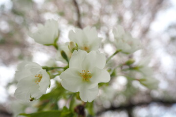 植物　春　白い花