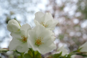 植物　春　白い花