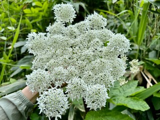 清楚で綺麗なハナウド