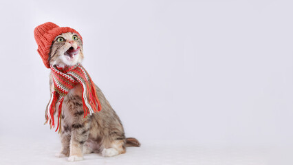 Funny cat in orange knitted hat and striped scarf licking nose. Cute winter portrait on white...