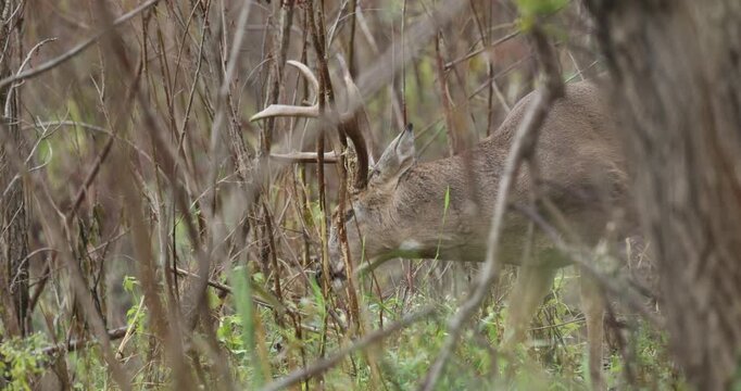 White-tailed Deer buck rubbing antlers and scraping, during rut, scent marking