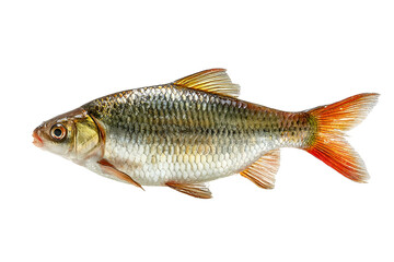 Fototapeta premium A single freshwater fish with an orange tail against a black background