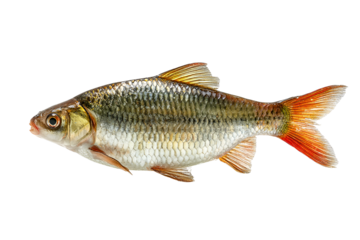 A single freshwater fish with an orange tail against a black background