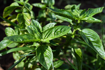 Fresh basil growing outdoor. Cultivating basil in garden and greenhouse. Growing own herbs and vegetables. Lifestyle of self-sufficiency. Concept of farming and gardening. Cooking with basil. 