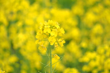 植物　黄色い花