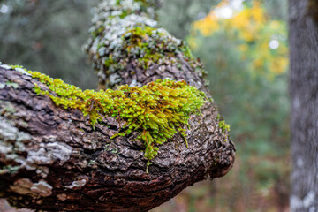 Fresh green moss on a tree branch