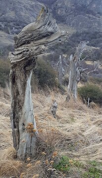 Troncos secos y viejos en el medio del bosque, Parque Nacional El Chalt&eacute;n, Patagonia, Argentina