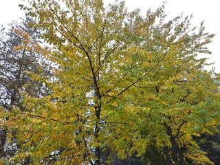autumn leaves in the forest