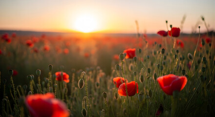 Obraz premium Vibrant Poppy Field at Sunrise in Serene Landscape