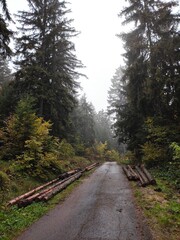 Obraz premium path in the woods