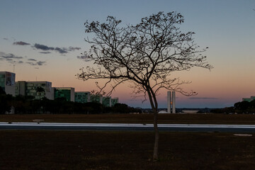 dusk in Bras&iacute;lia with a tree highlighted