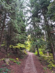 path in the forest