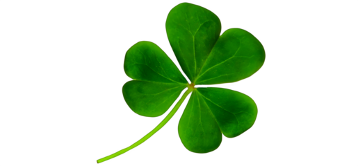 Fresh green shamrock with three leaves symbolizing irish heritage and good luck for st patrick's day celebrations