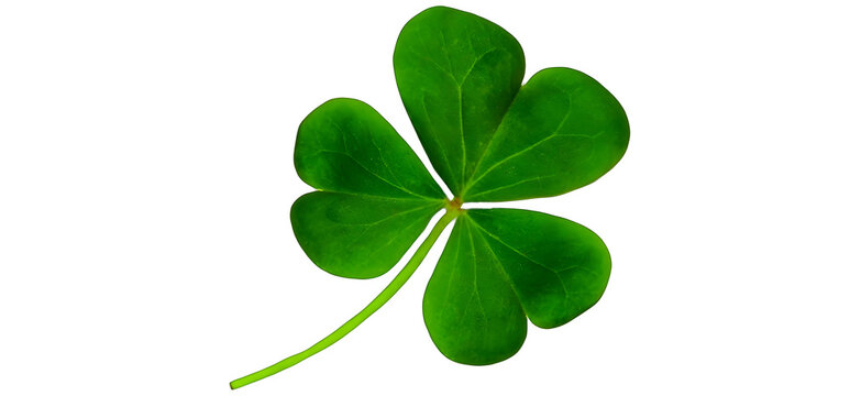 Fresh green shamrock with three leaves symbolizing irish heritage and good luck for st patrick's day celebrations
