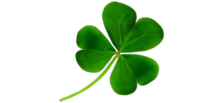 Fresh green shamrock with three leaves symbolizing irish heritage and good luck for st patrick's day celebrations - Powered by Adobe