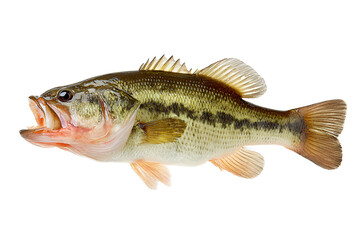 Largemouth bass fish with open mouth against black background