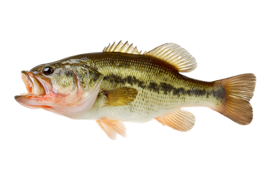 Largemouth bass fish with open mouth against black background