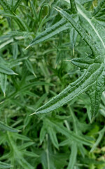 Close up of thistle plant with green leaves in the garden.