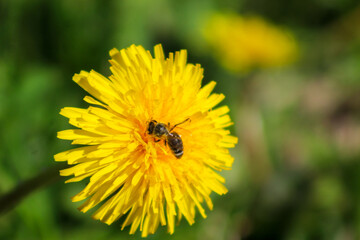 Close-up of a bee collecting nectar from a bright yellow dandelion flower on a sunny day, symbolizing pollination and springtime nature.