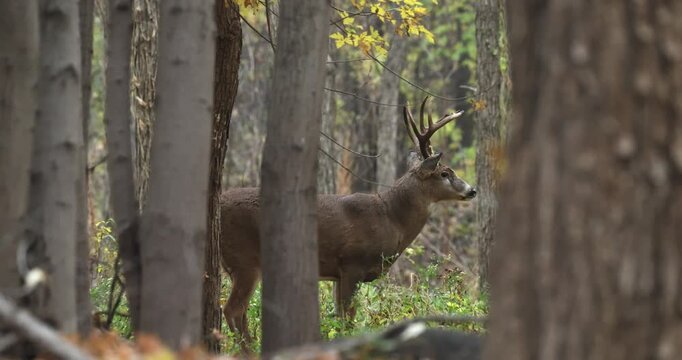White-tailed deer buck in woodland, antlers