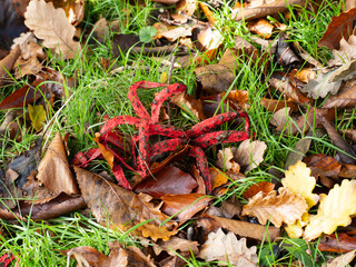Devil's Fingers Fungi in Leaf Litter