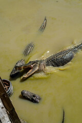 alligators fight each others in water