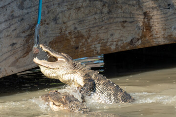 alligator is chasing for feeding food over water