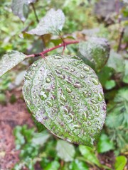rain drops on a leaf