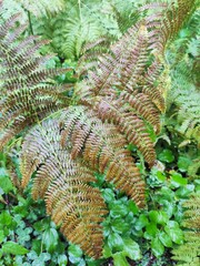 fern in the forest