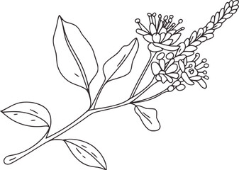 Black white line drawing botanical plant vector