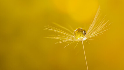 Dandelion seed with water droplet macro on vibrant colourful background