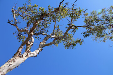 gum tree (eucalyptus ?) at the mary river national park in north australia 