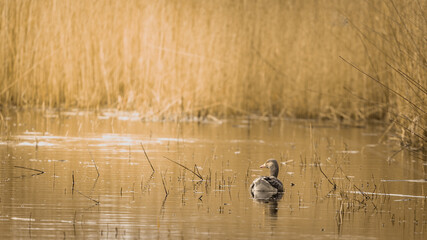 greylag goose on golden lake with negative space for text or banner use