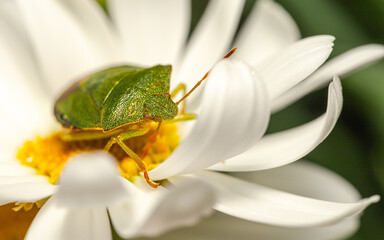 Green shield bug on white flower petal macro insect nature