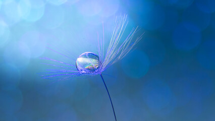 Dandelion seed with water droplet macro on vibrant colourful background