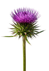 purple alpine thistle, isolated on white or transparent background. PNG