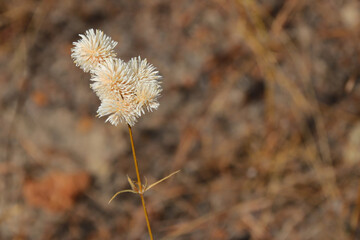 blooming plant at the kakadu national park in north australia